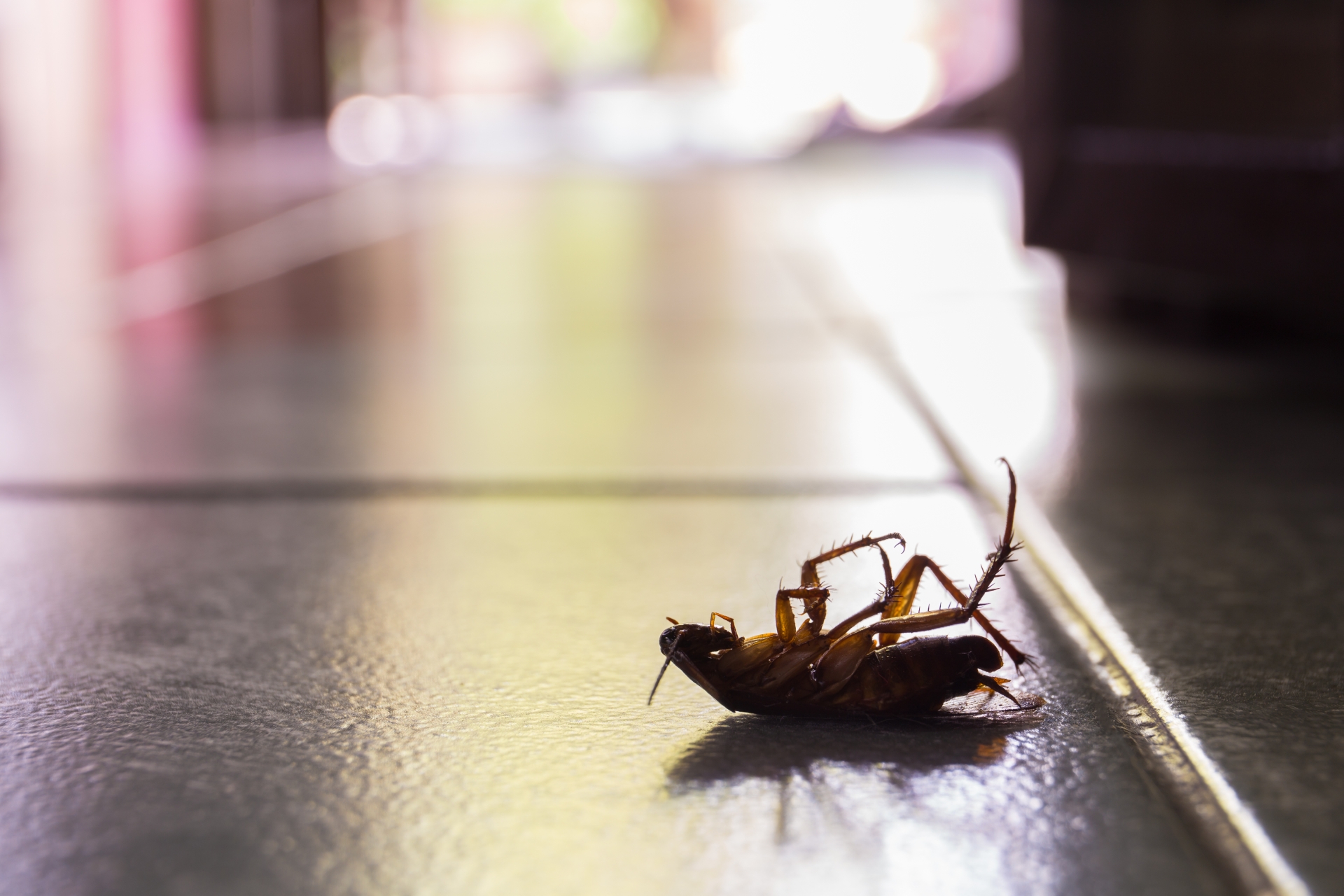 Cockroach Control, Pest Control in Kew, North Sheen, TW9. Call Now 020 8166 9746