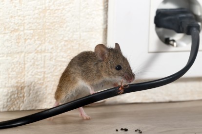 Pest Control in Kew, North Sheen, TW9. Call Now! 020 8166 9746