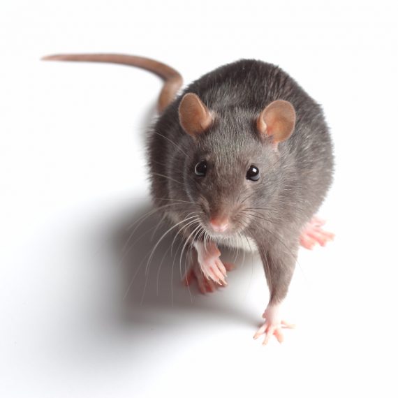 Rats, Pest Control in Kew, North Sheen, TW9. Call Now! 020 8166 9746