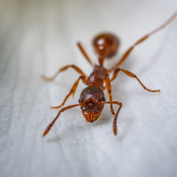 Field Ants, Pest Control in Kew, North Sheen, TW9. Call Now! 020 8166 9746
