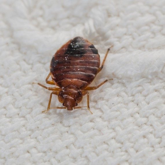 Bed Bugs, Pest Control in Kew, North Sheen, TW9. Call Now! 020 8166 9746