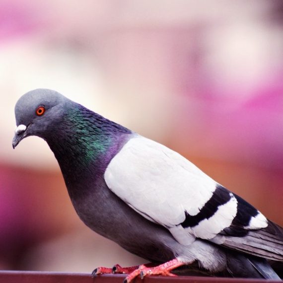 Birds, Pest Control in Kew, North Sheen, TW9. Call Now! 020 8166 9746