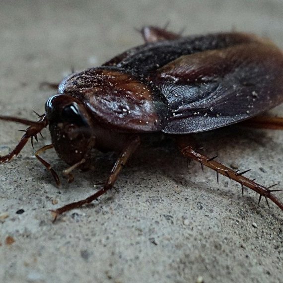 Cockroaches, Pest Control in Kew, North Sheen, TW9. Call Now! 020 8166 9746