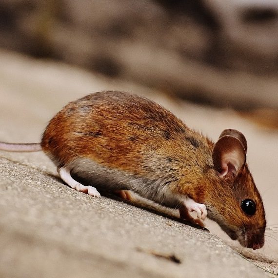 Mice, Pest Control in Kew, North Sheen, TW9. Call Now! 020 8166 9746