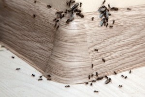 Ant Control, Pest Control in Kew, North Sheen, TW9. Call Now 020 8166 9746