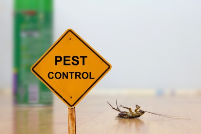 Pest Contol in Kew, North Sheen, TW9. Call Now 020 8166 9746