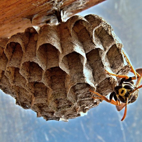 Wasps Nest, Pest Control in Kew, North Sheen, TW9. Call Now! 020 8166 9746